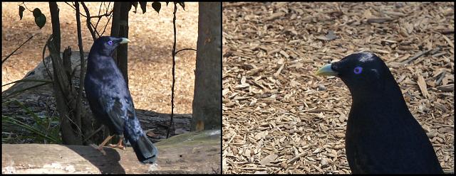 (25) Satin Bowerbird.JPG